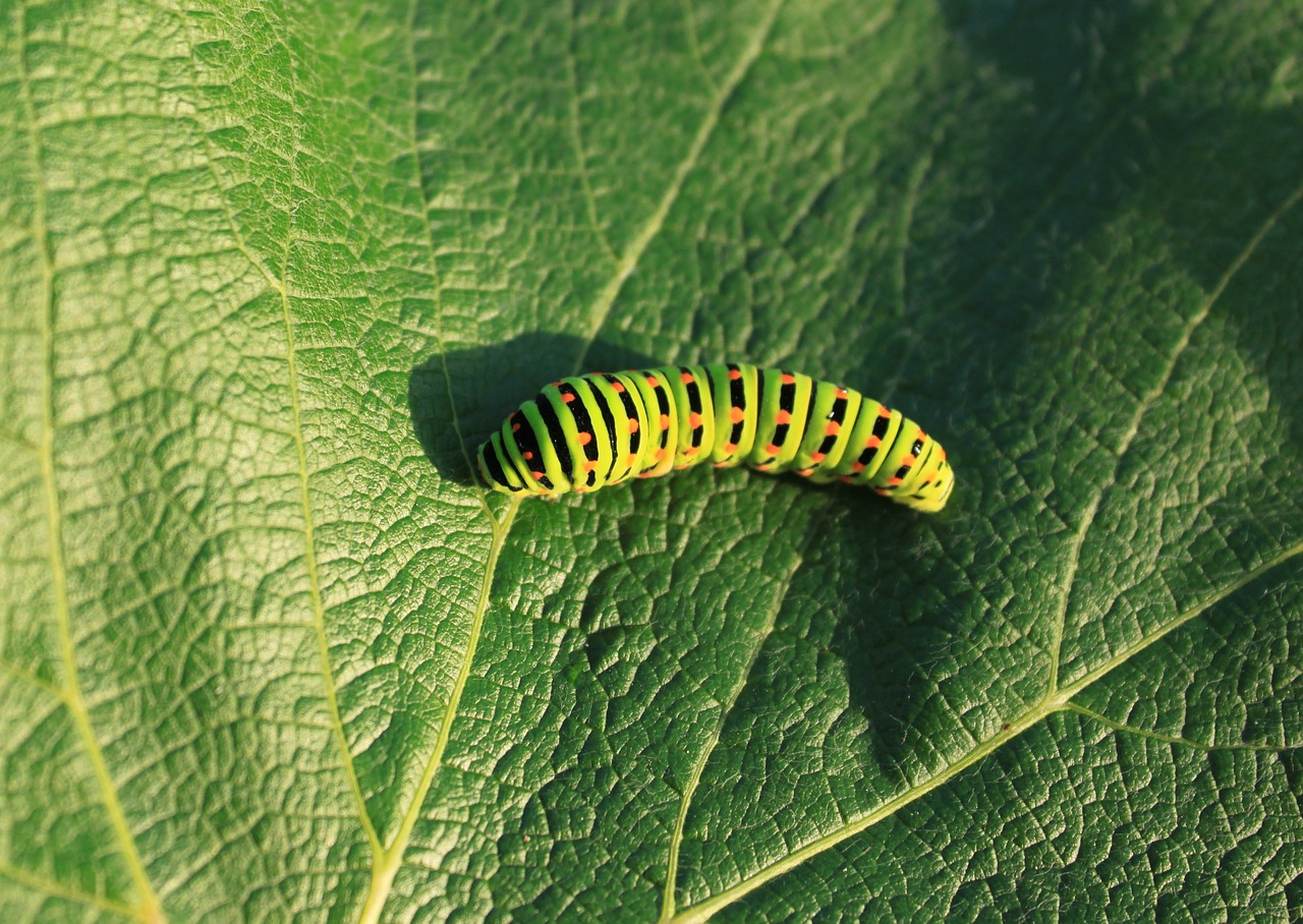 caterpillar green leaf free photo