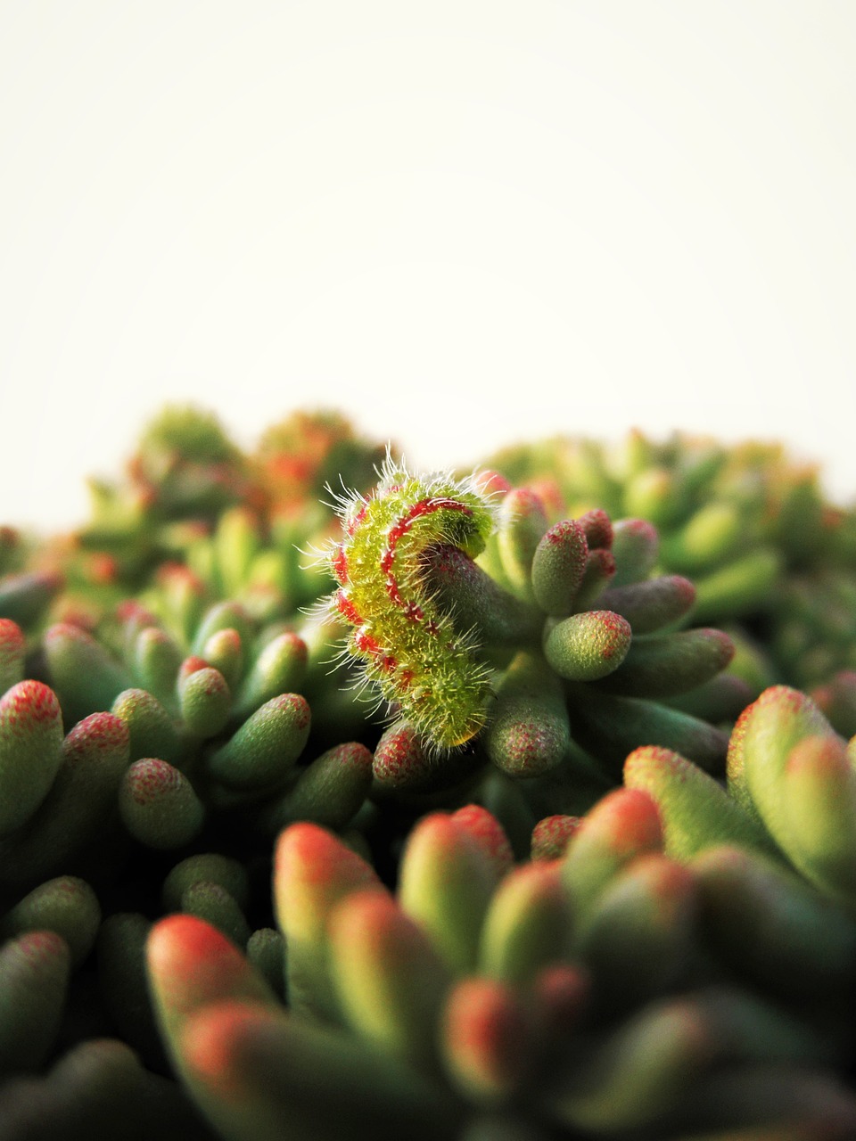 caterpillar sedum green free photo