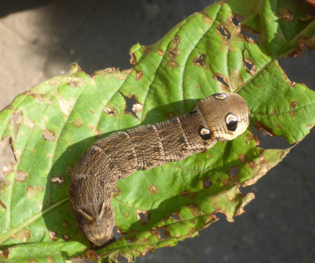 caterpillar larva nature free photo