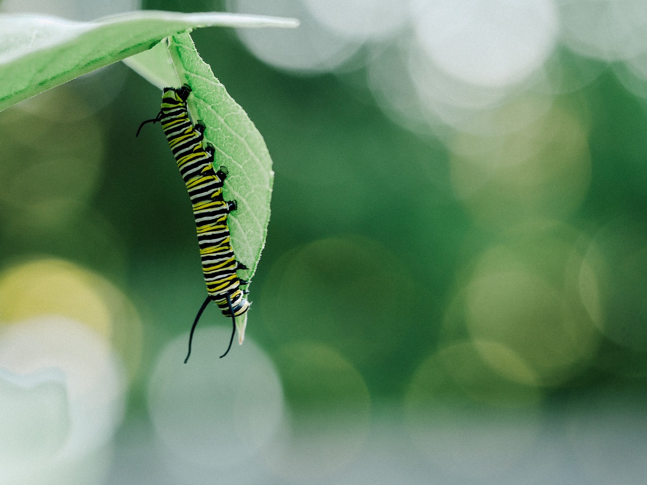 caterpillar insect larvae free photo