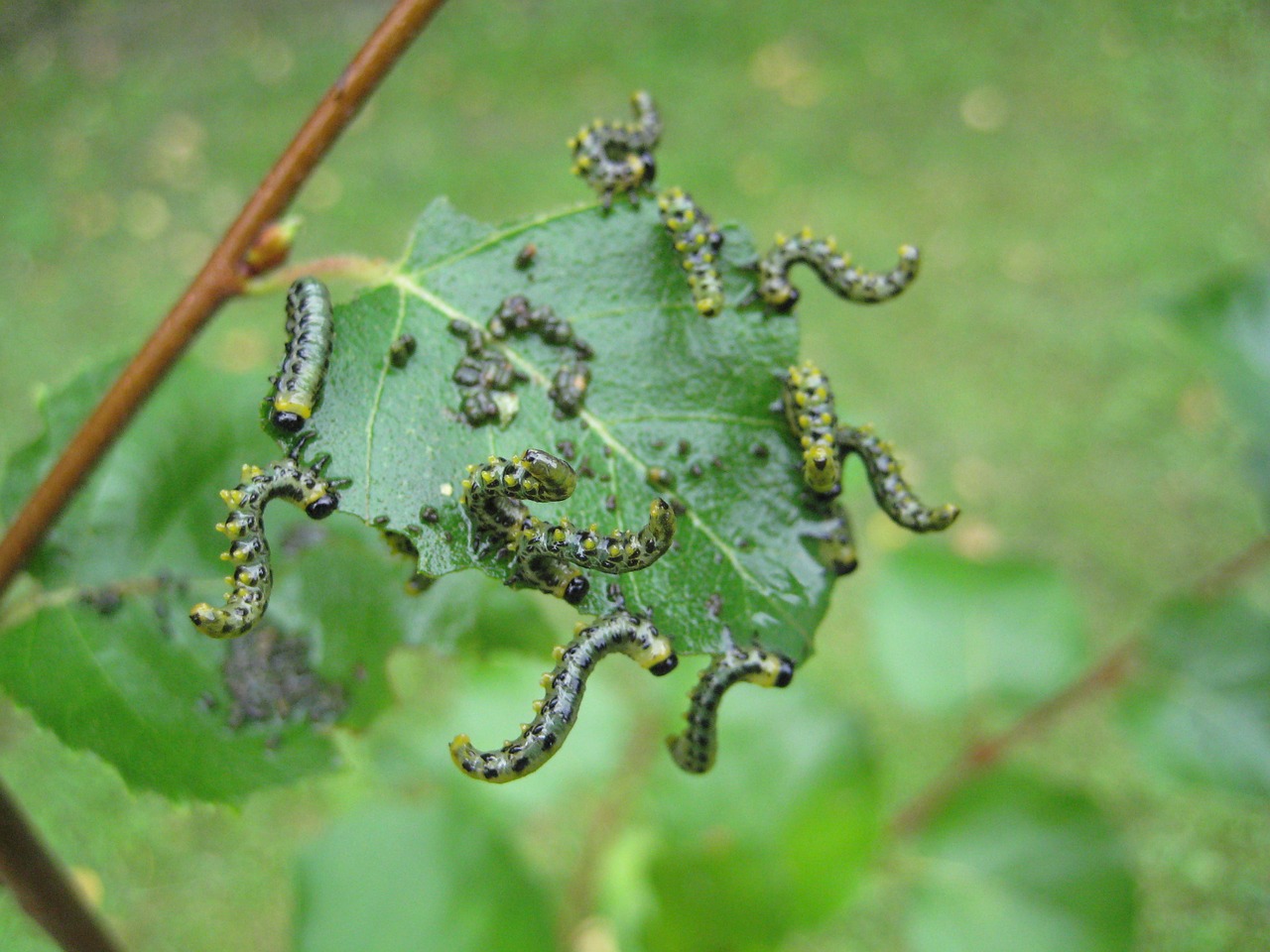 caterpillar breitfüßige birch sawfly birch leaf free photo