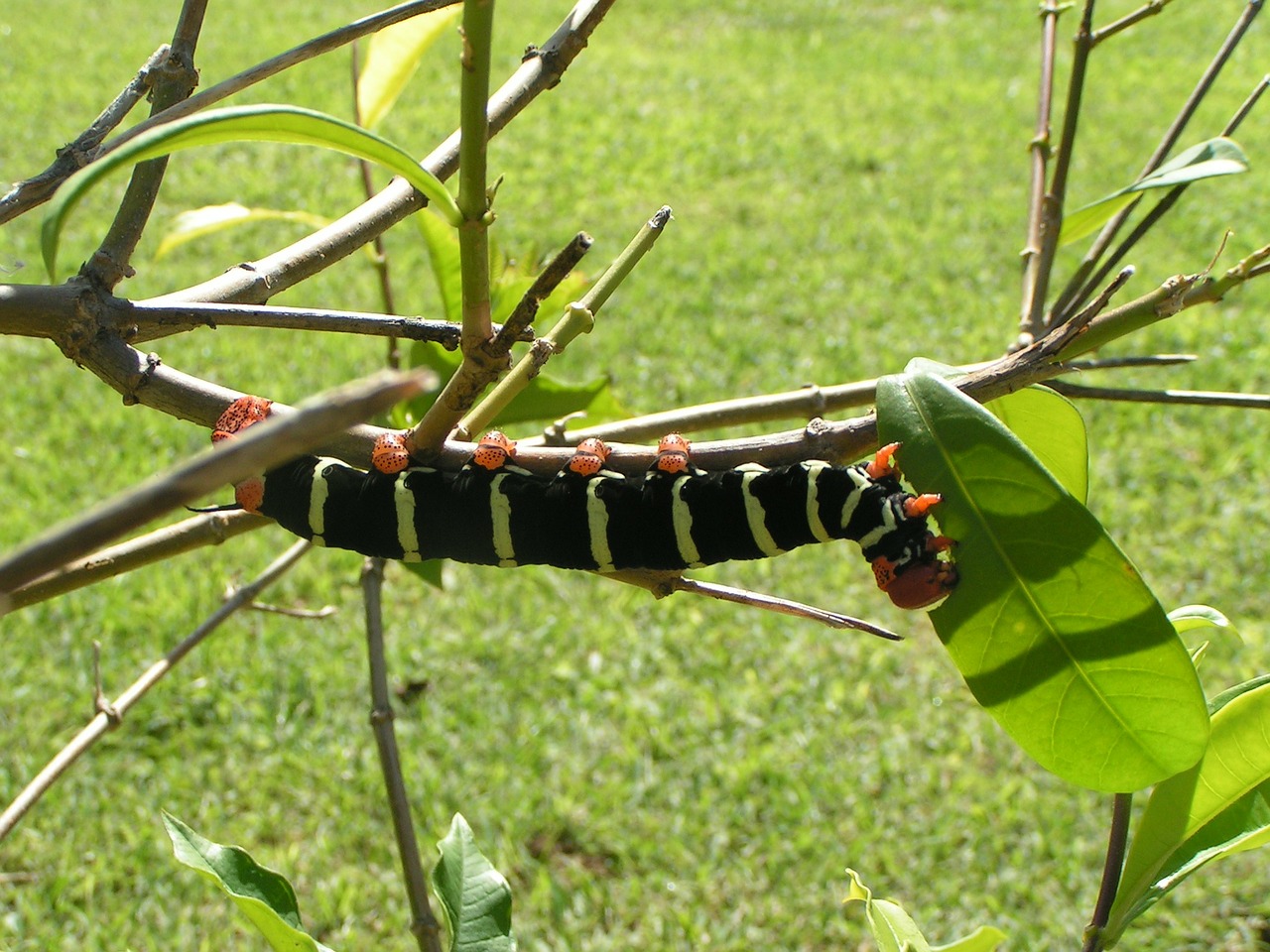 caterpillar nature garden free photo