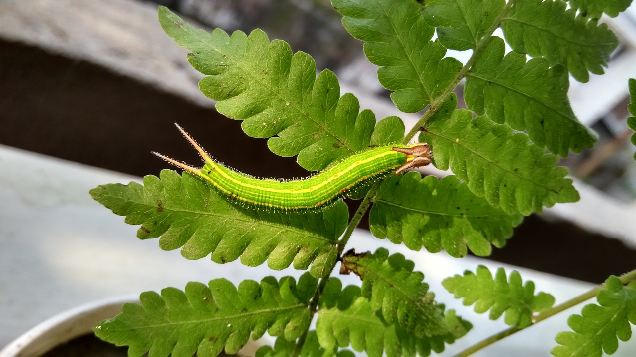 caterpillar green nature free photo