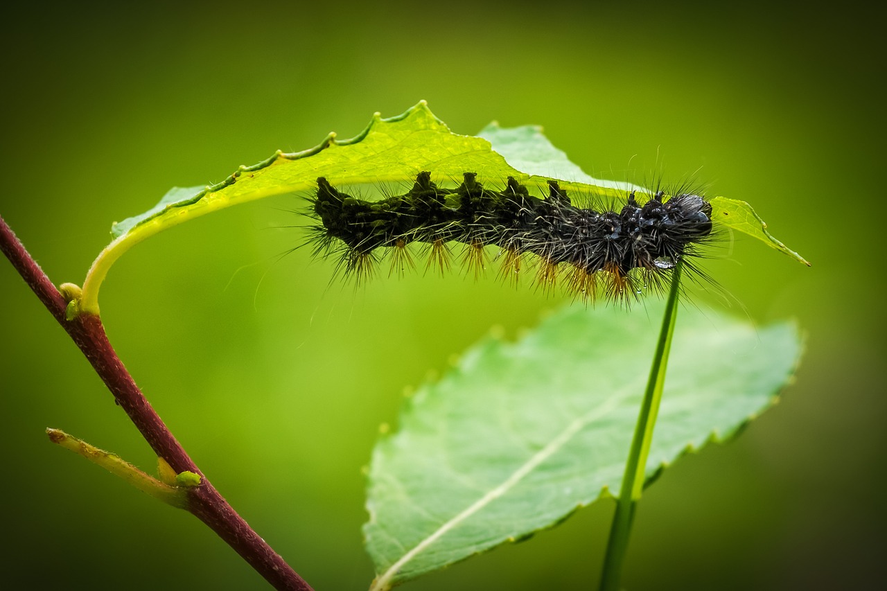 caterpillar larva animal free photo