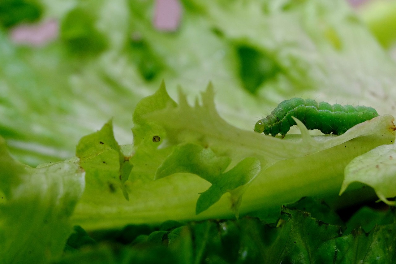 caterpillar green insect free photo