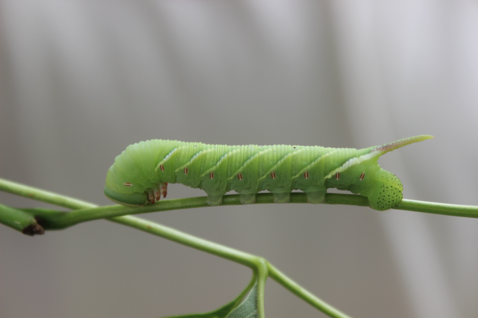 waved sphinx moth free photo