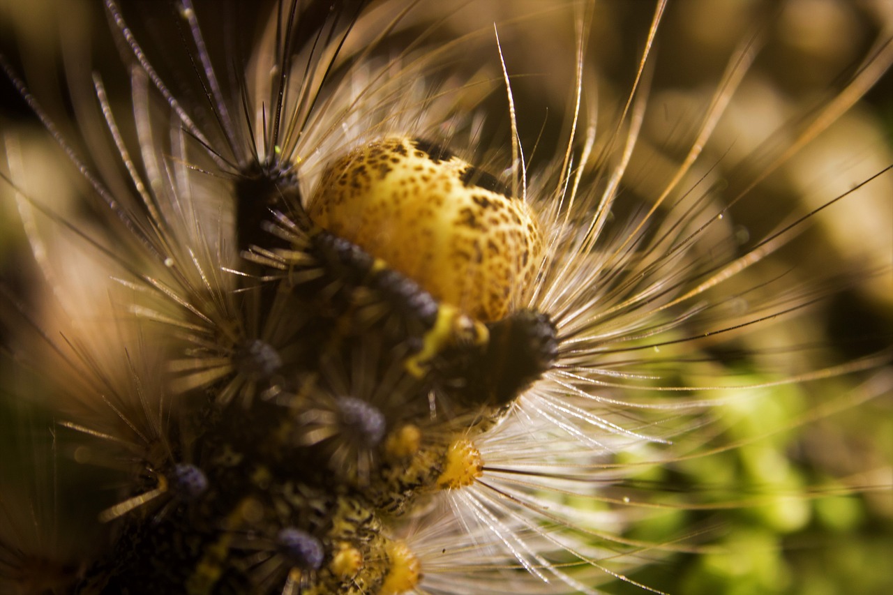 caterpillar gypsy  macro photography  insect free photo