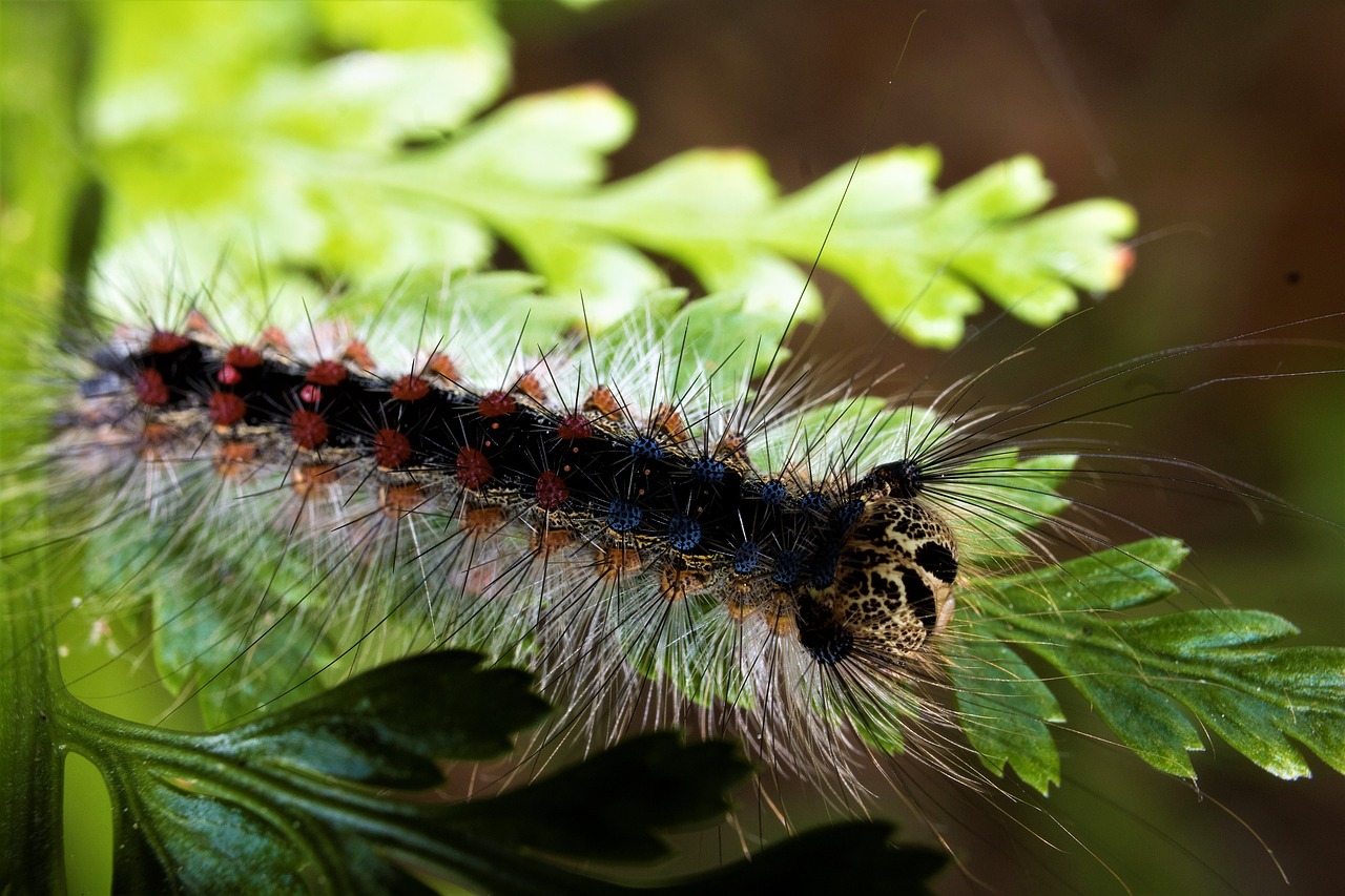 caterpillar gypsy  macro photography  insect free photo