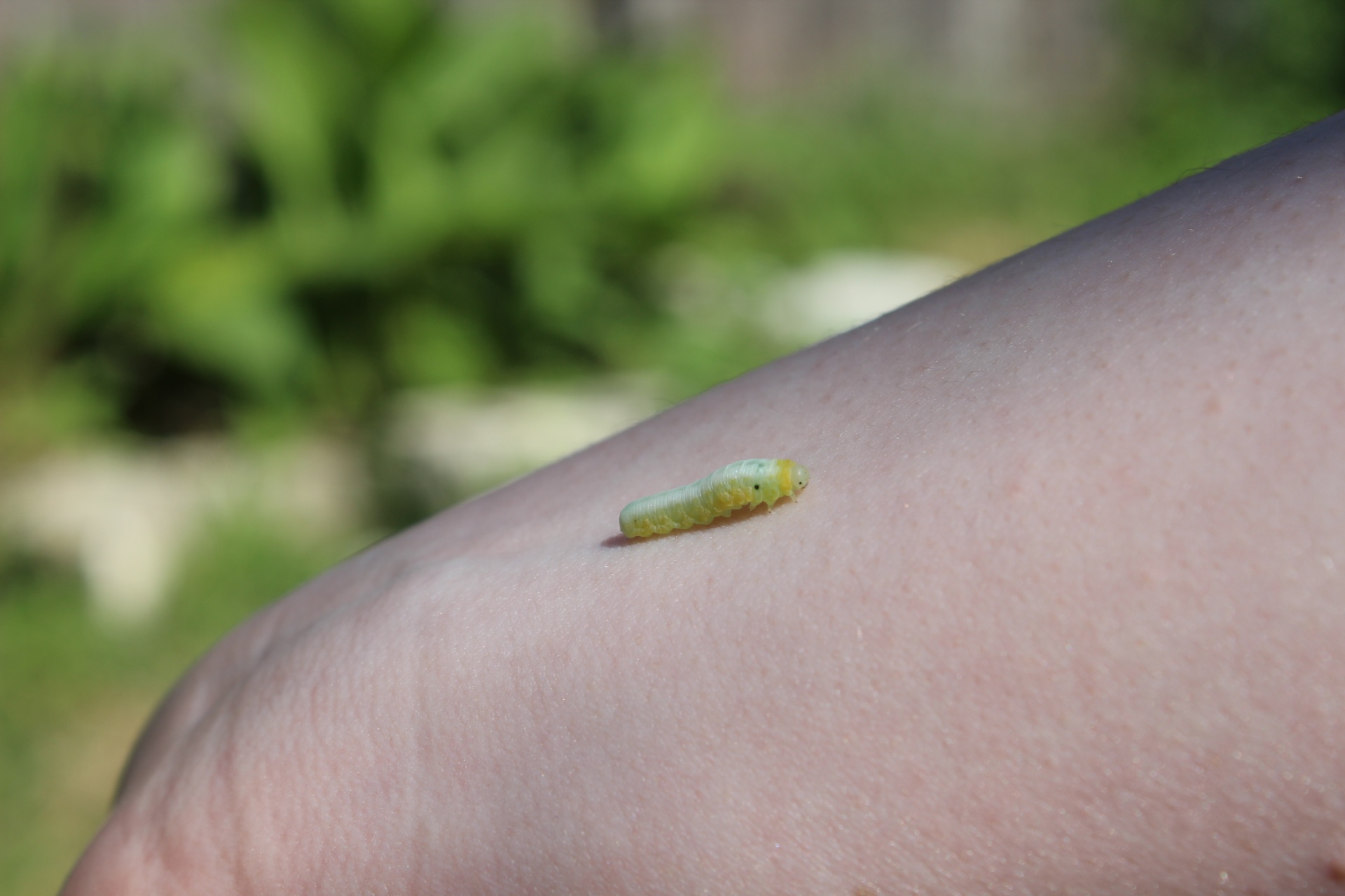 caterpillar larvae bug free photo