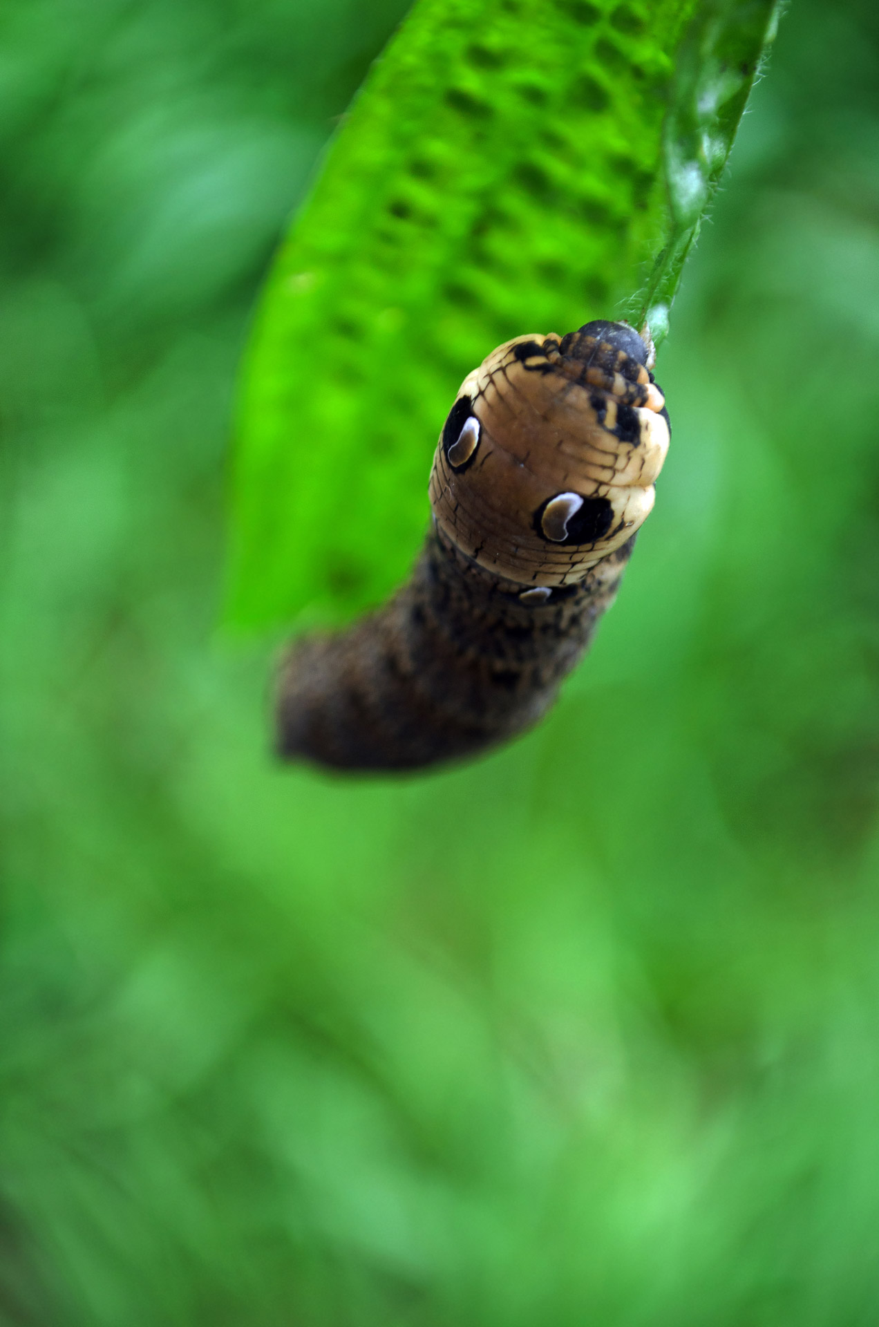 animal big caterpillar free photo