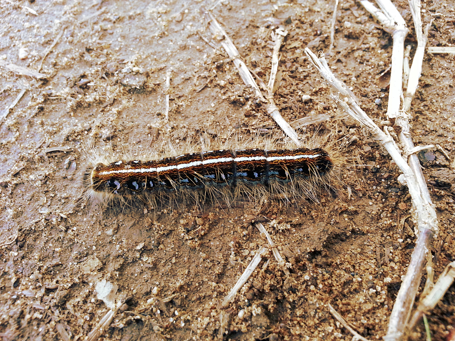 caterpillar butterfly insect free photo