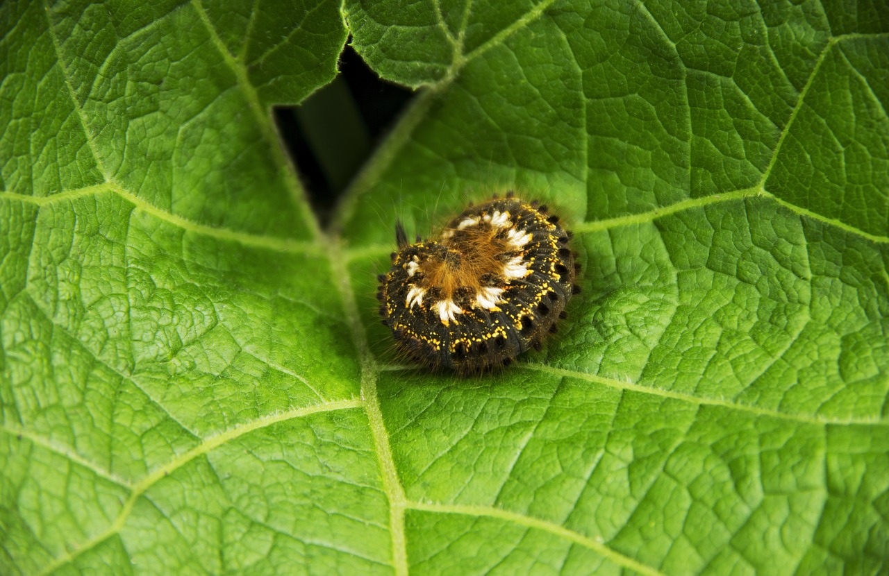 caterpillar sleeping on a sheet of burdock  caterpillar  ring free photo