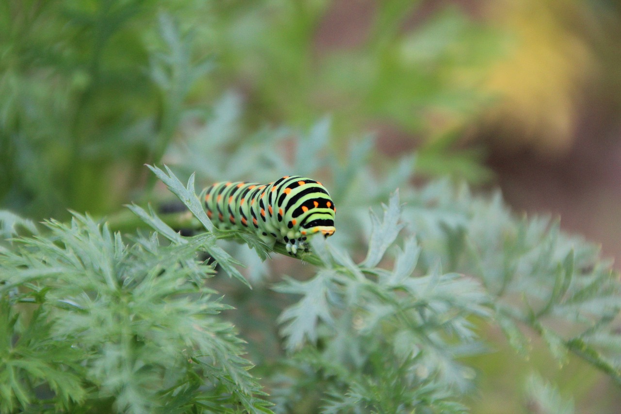 caterpillar swallowtail  caterpillar  insect free photo