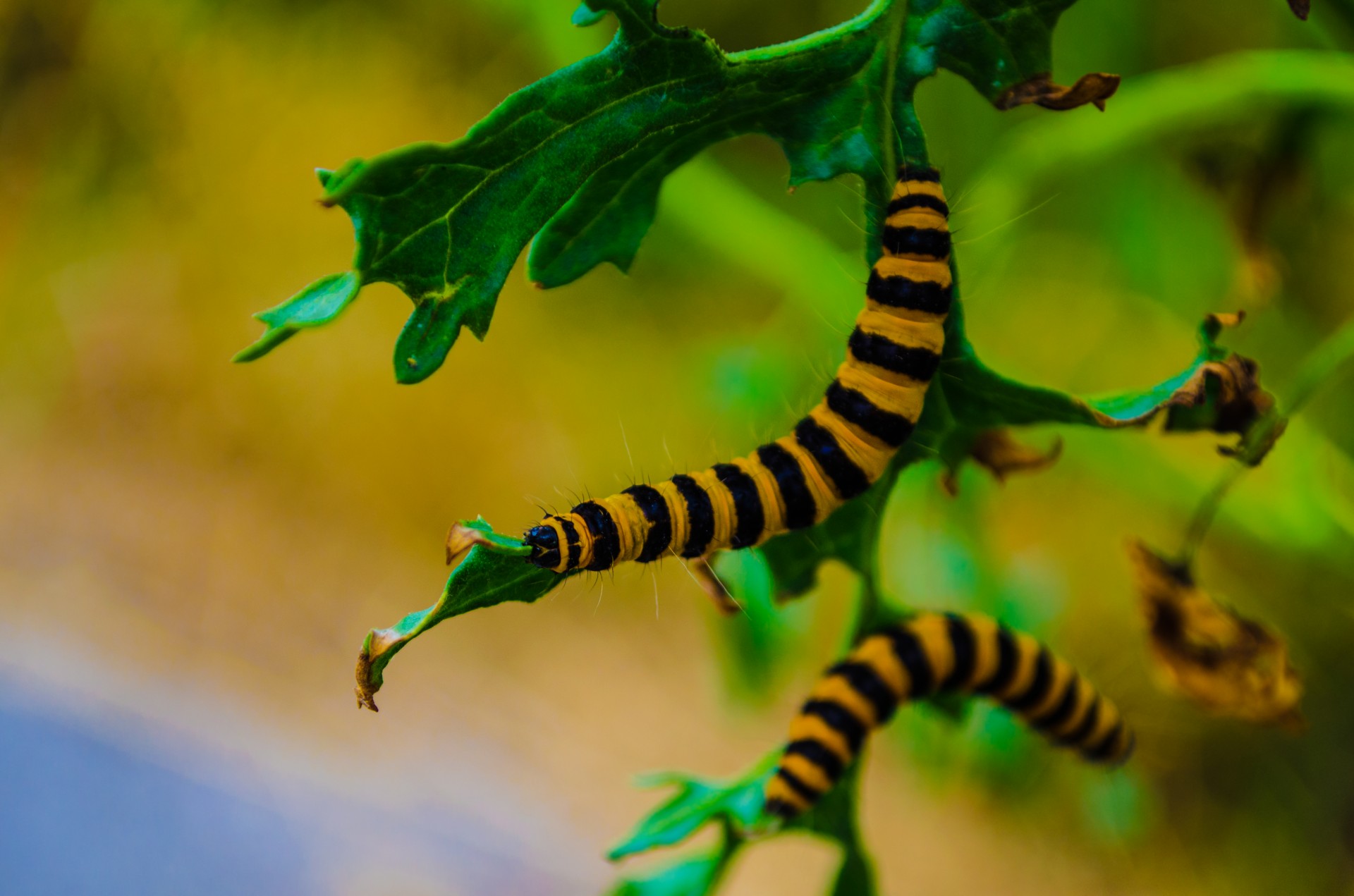 animal butterfly caterpillar free photo