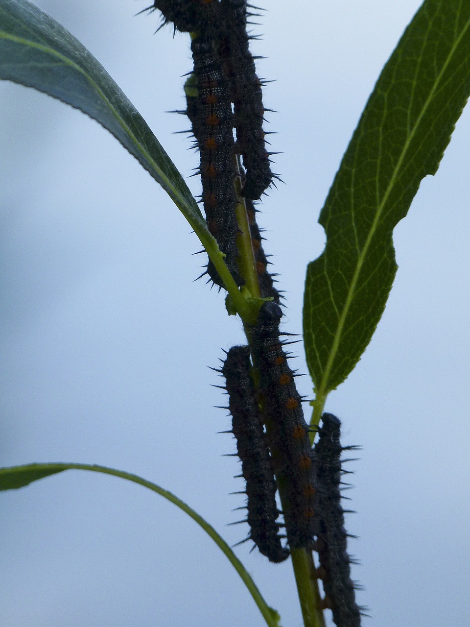 caterpillars leaves insects free photo