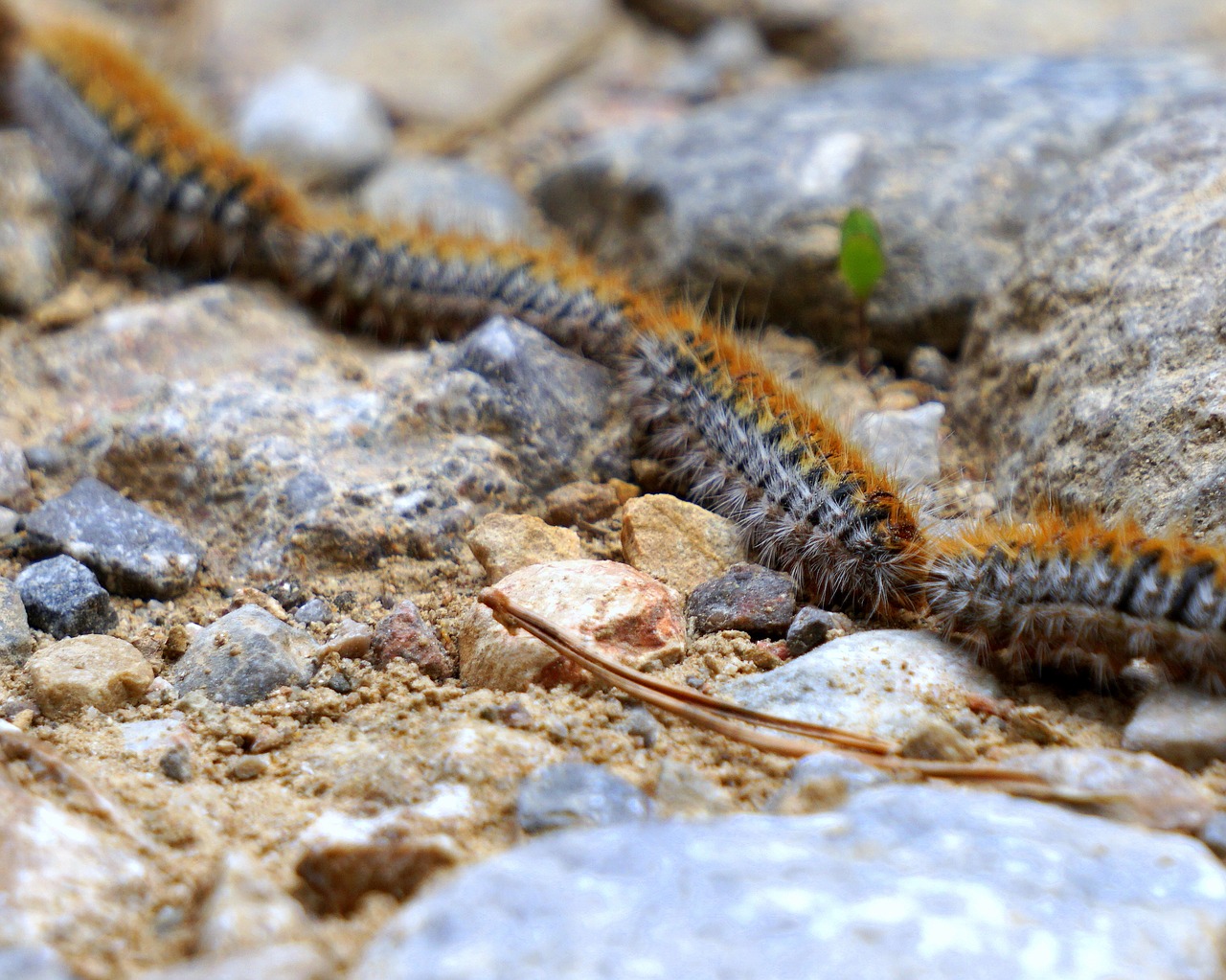 caterpillars processionary plague free photo