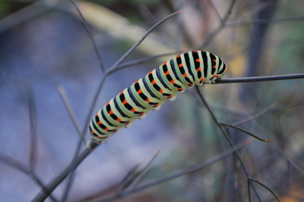 caterpillars  wildlife  insects free photo