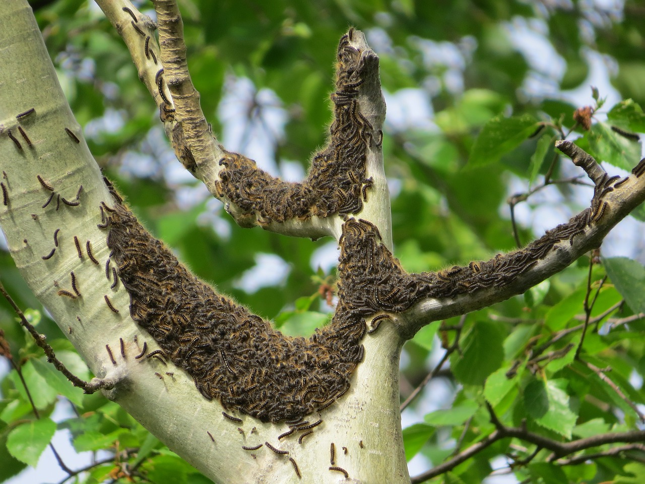 caterpillars pests tent caterpillars free photo