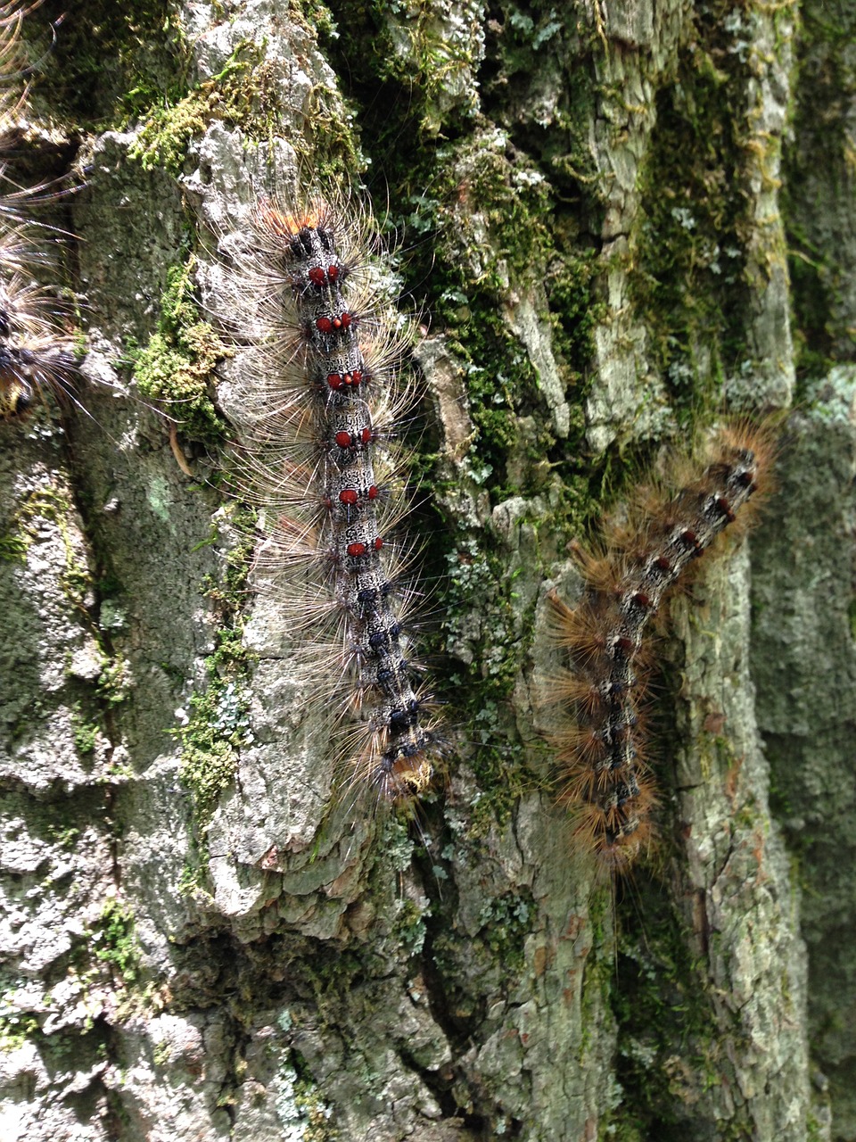 caterpillars bugs insects free photo