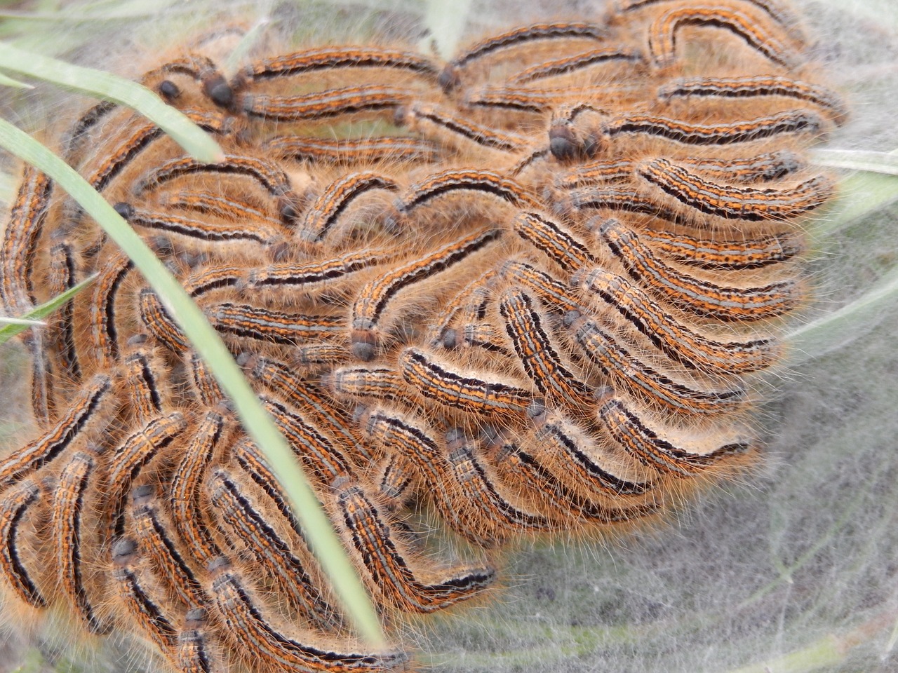 caterpillars insects nature free photo