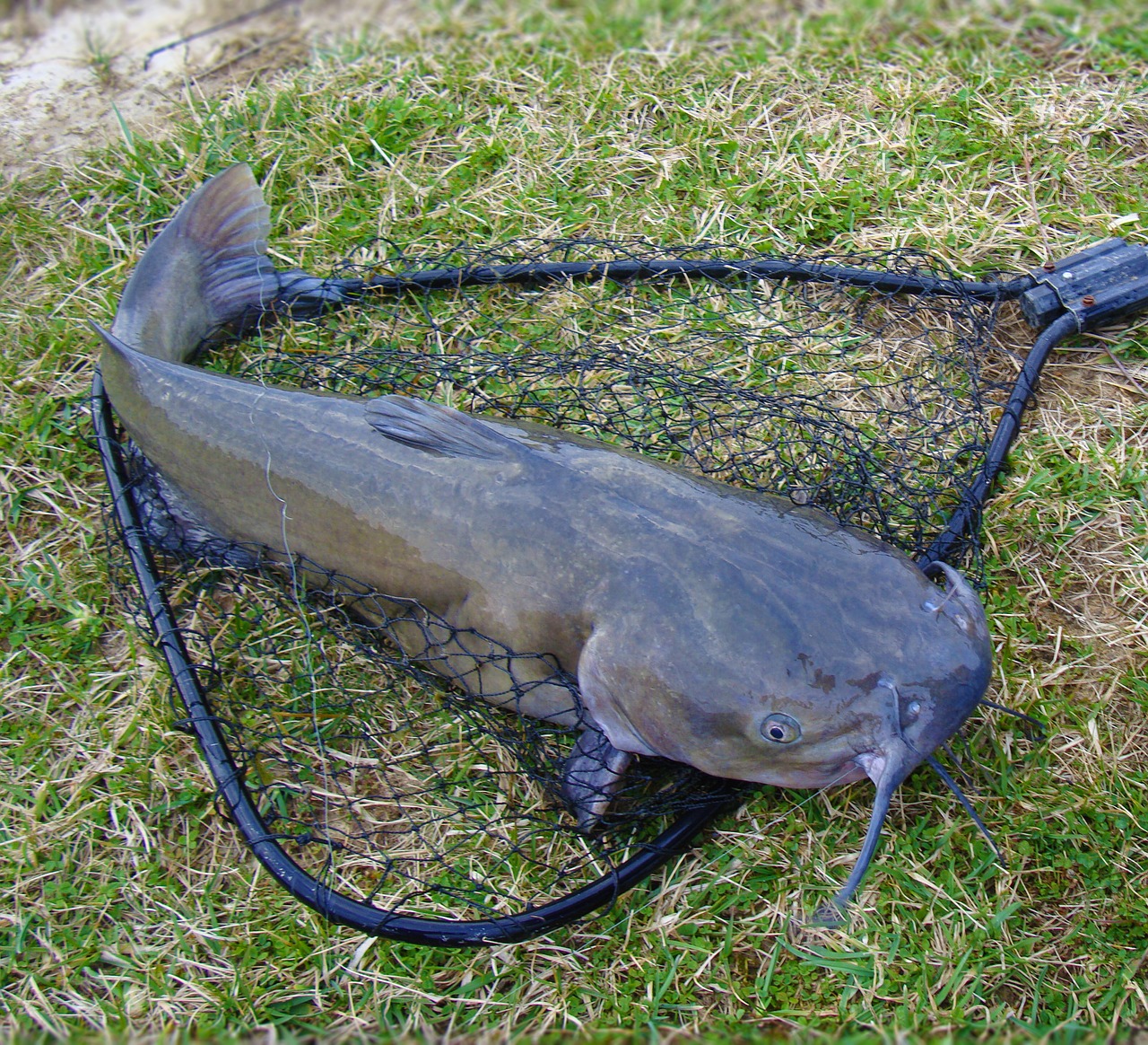 Download free photo of Catfish,fishing,net,channel catfish,catch - from