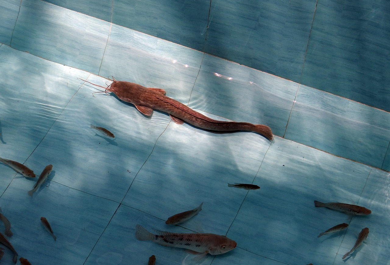 catfish magur tilapia free photo