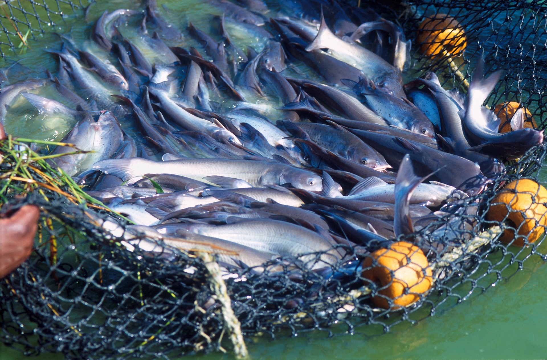 Catfish,farming,harvest,aquatic,net - free image from