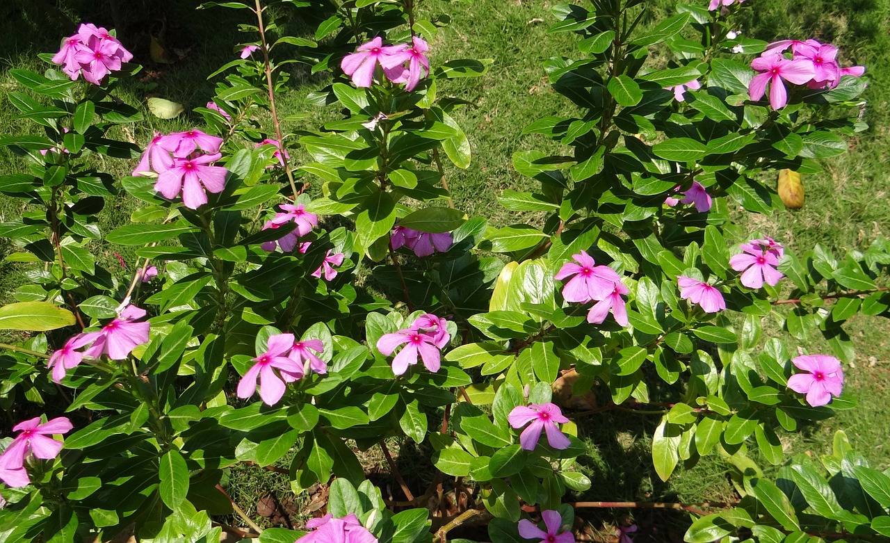 catharanthus roseus periwinkle flower free photo