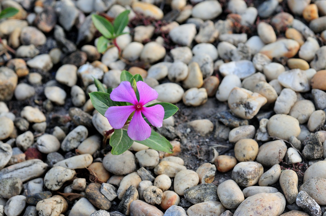 catharanthus roseus  vitality  pink free photo