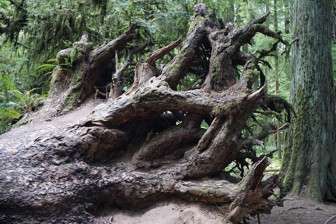 cathedral grove victoria bc tree free photo