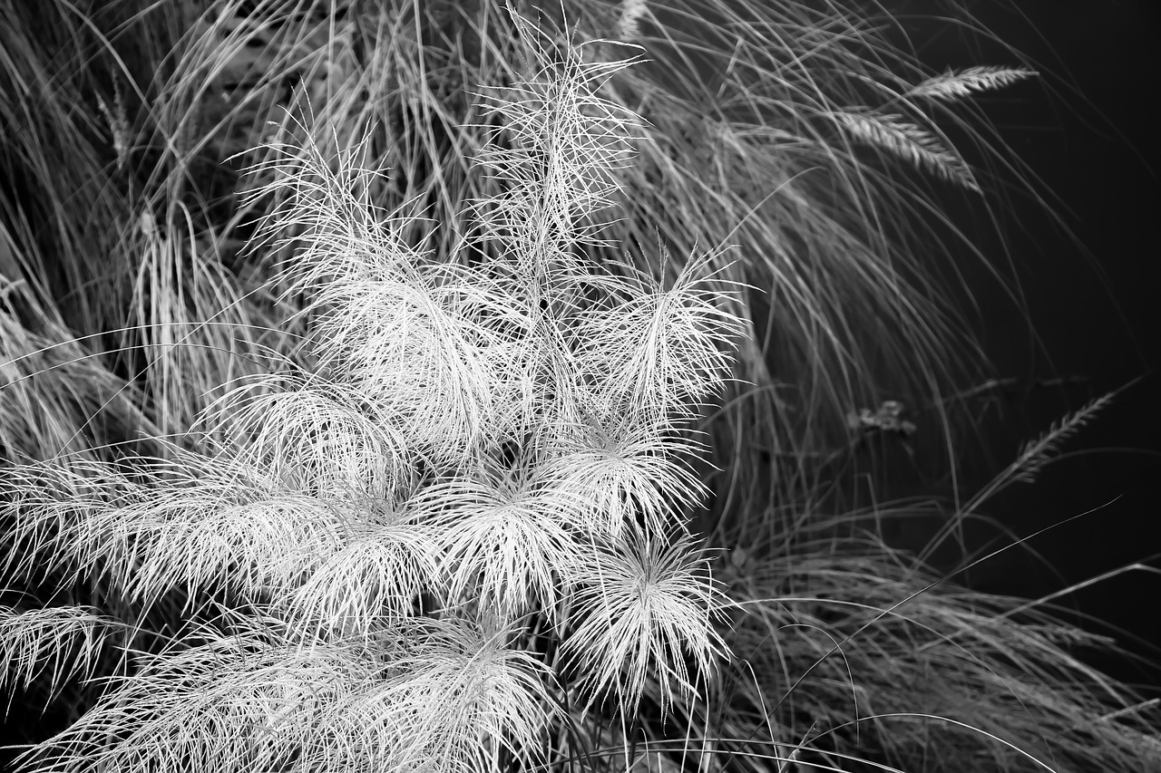 catkin  environment  nature free photo