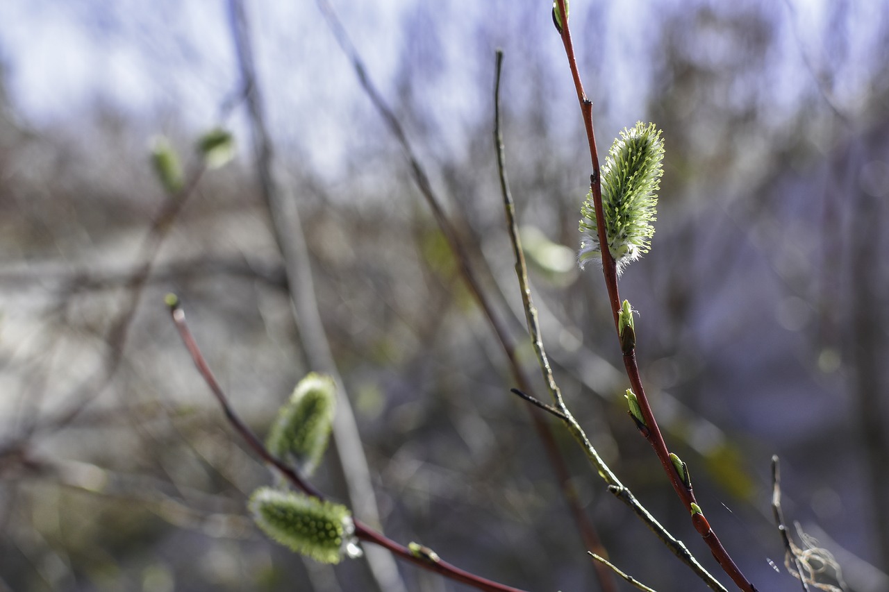 catkin  bud  nature free photo