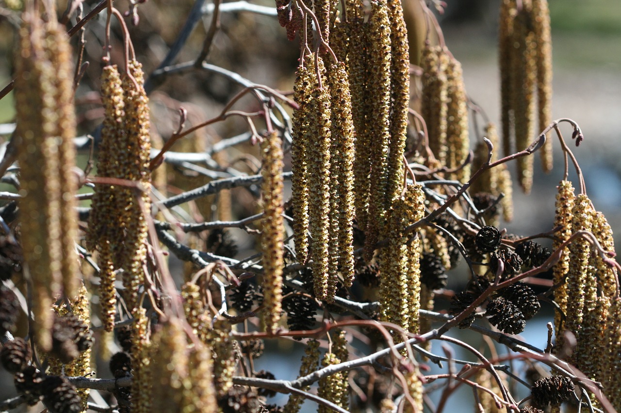 catkins nature spring free photo