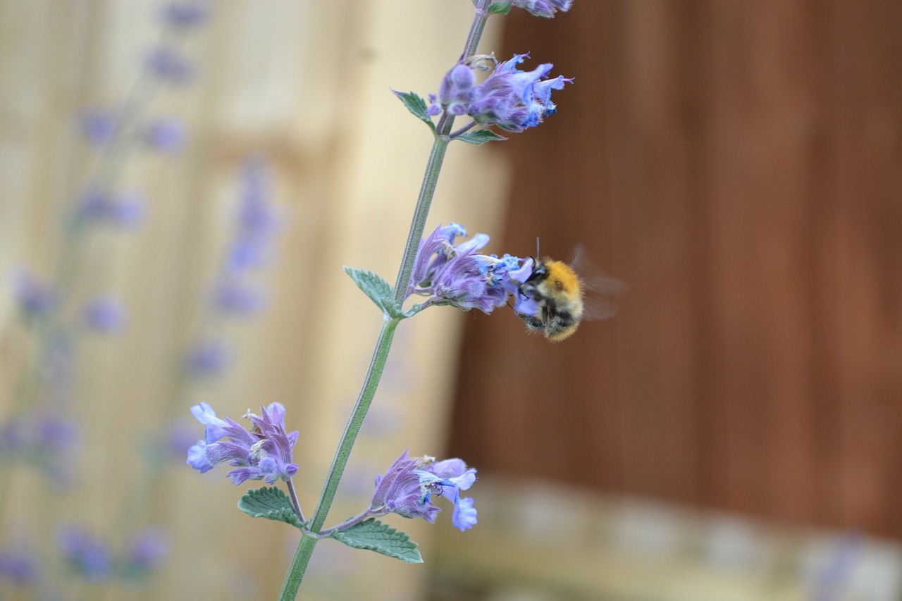 catmint catnip purple free photo