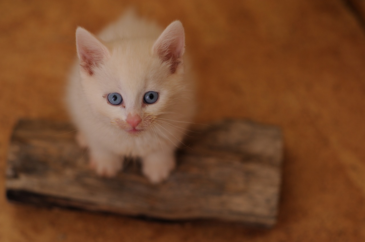 catnip white cat blue eyes free photo