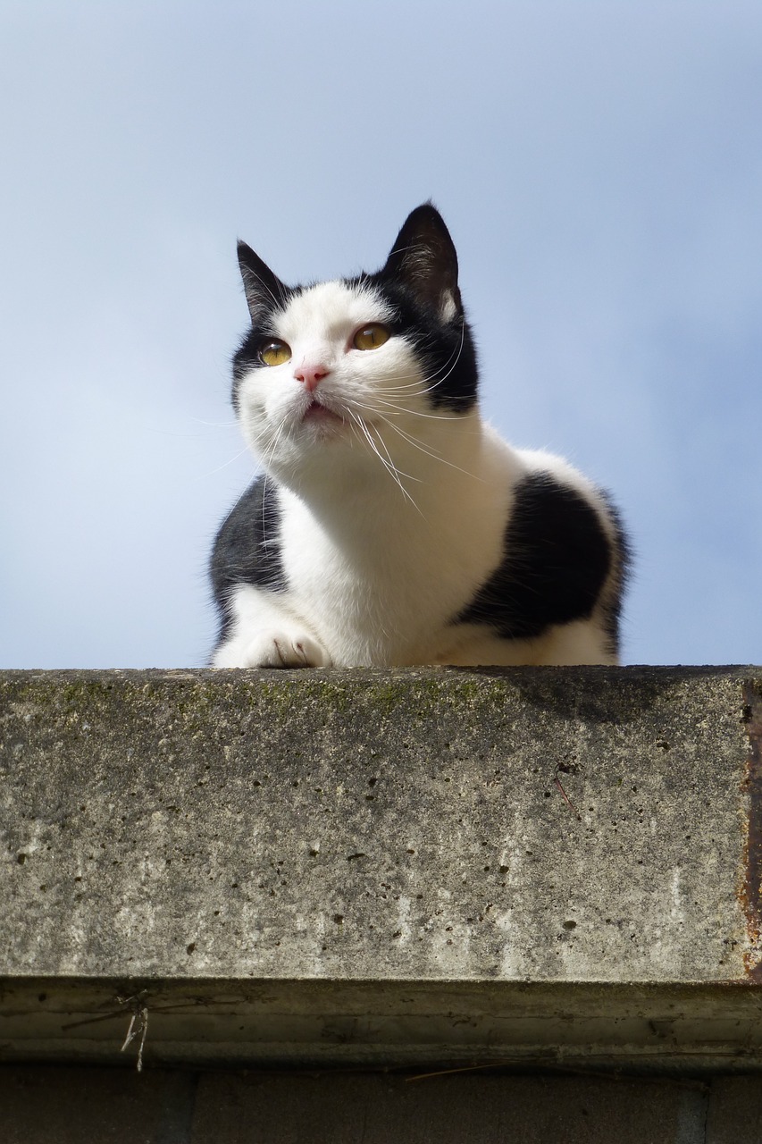 cats outdoor pet free photo