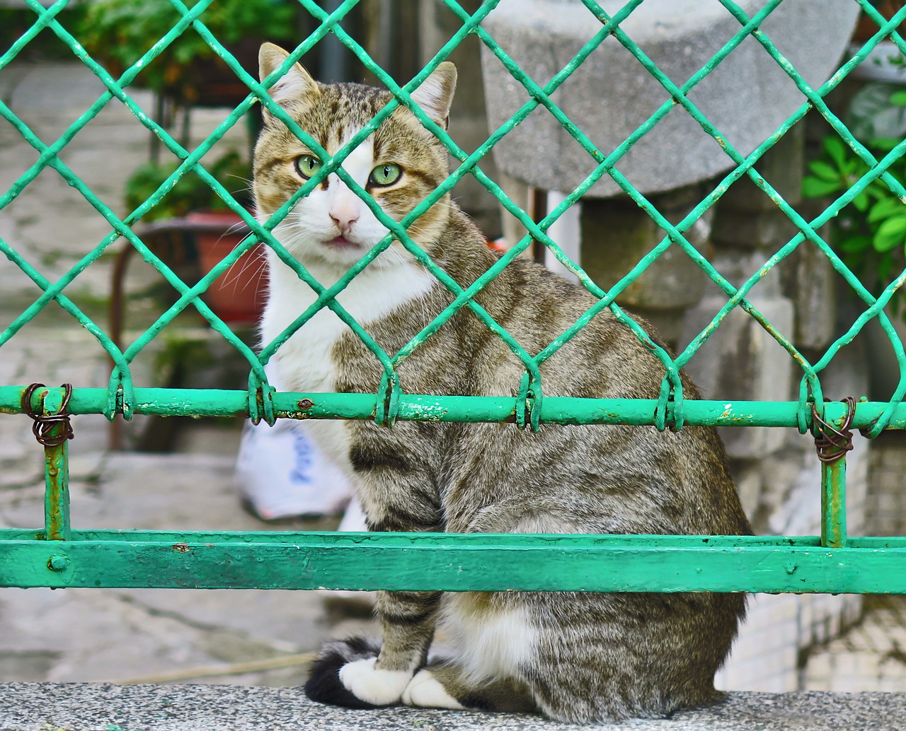 cats fence pet free photo