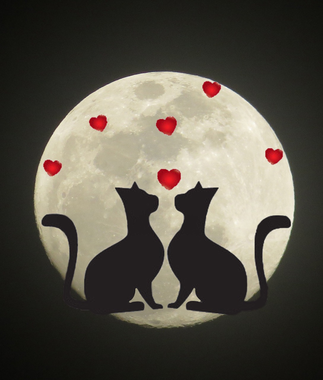 cats moon silhouette free photo