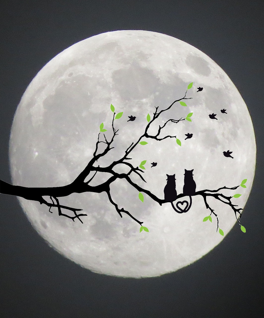 cats moon silhouette free photo