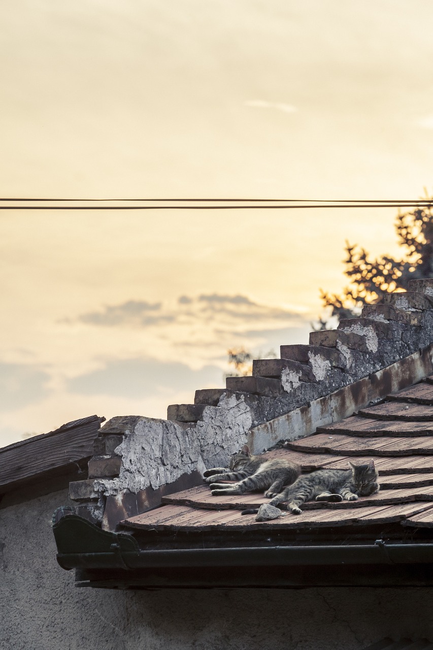 cats sleeping rooftop free photo