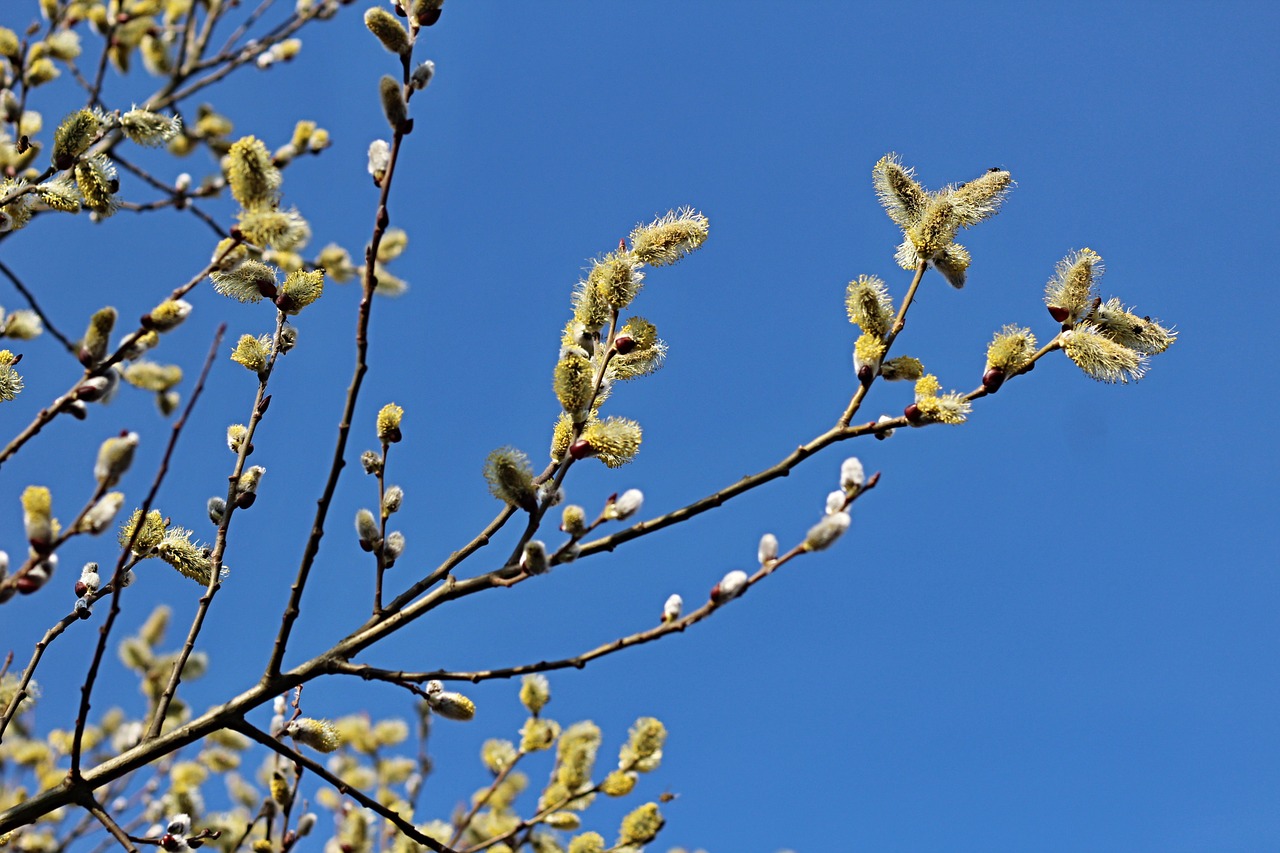 cats spring blue sky free photo