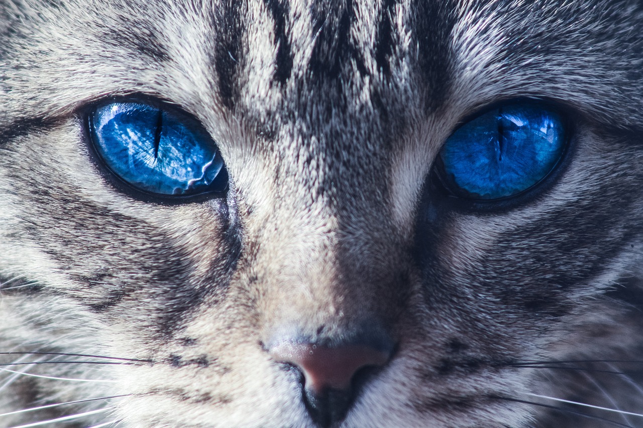 cats eyes wild free photo