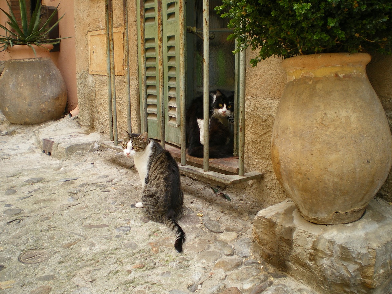 cats south france free photo