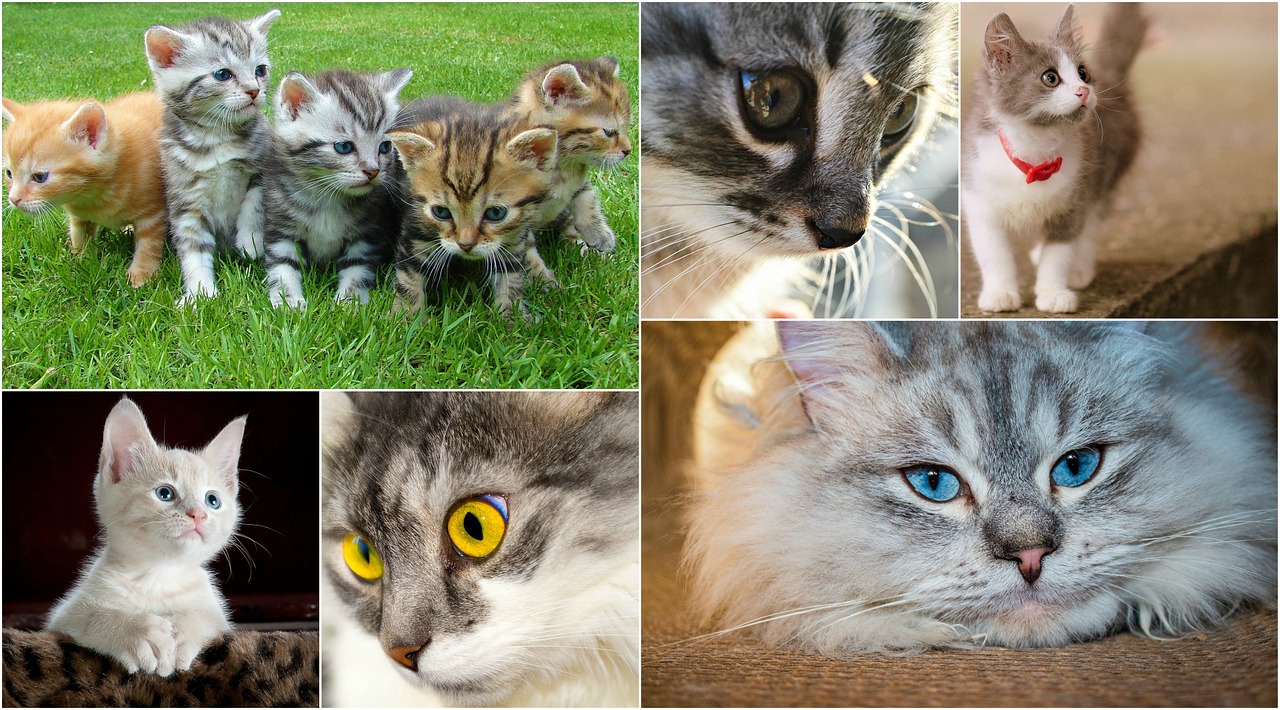 cats kittens collage free photo