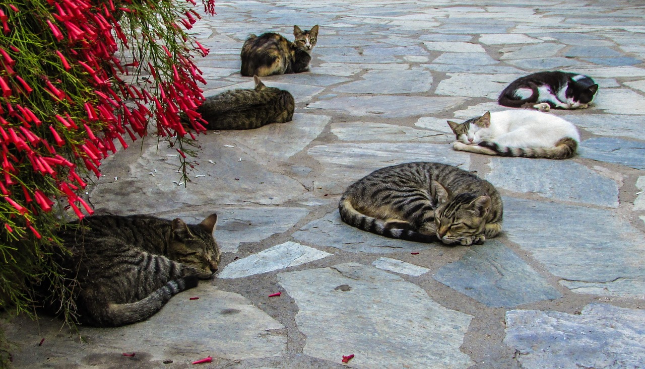 cats resting sleeping free photo