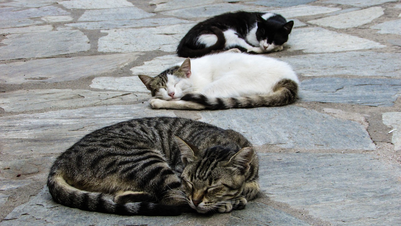 cats resting sleeping free photo