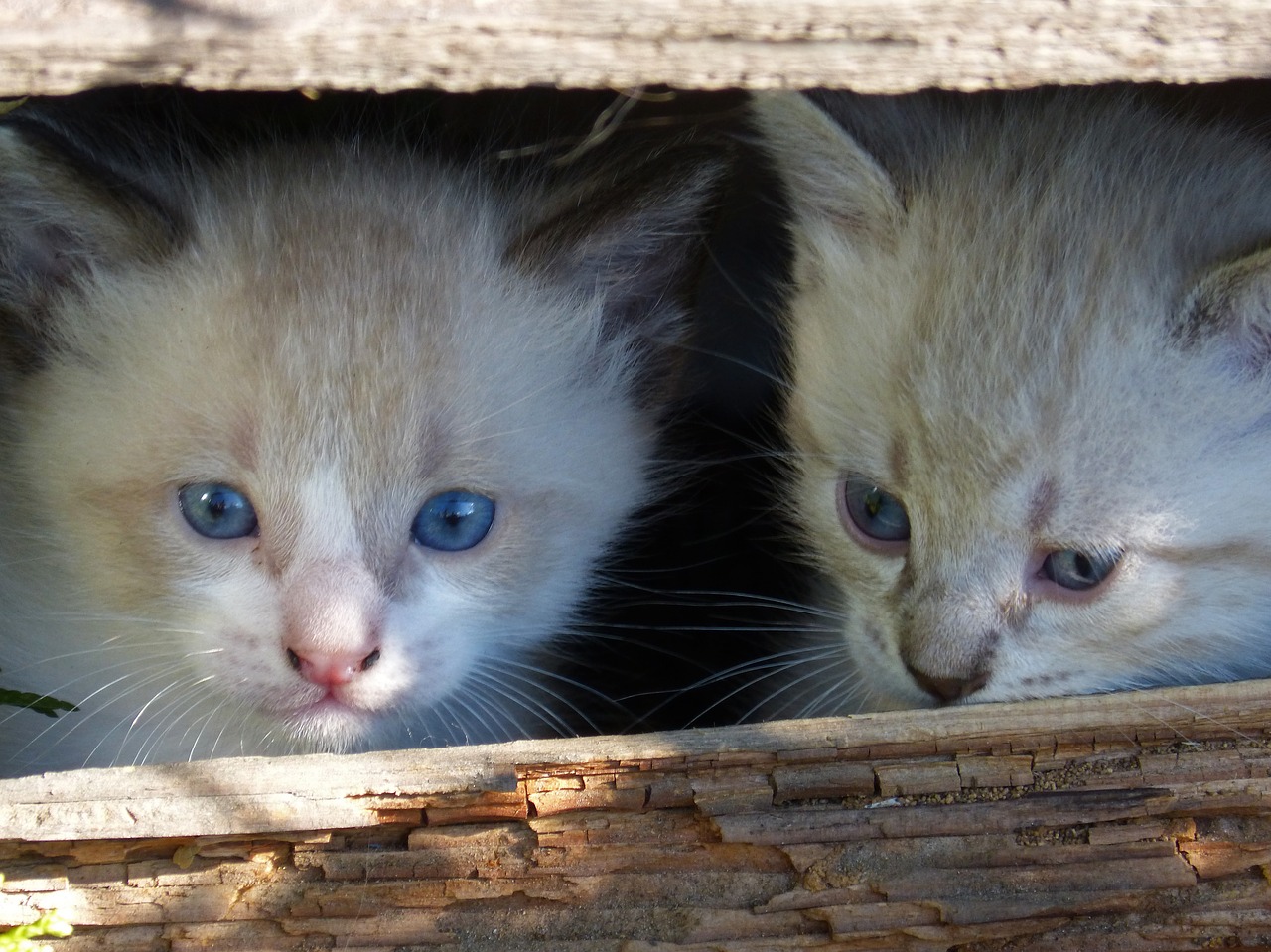 cats kittens escondido free photo