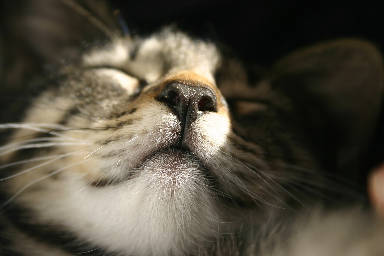 cats cat close up free photo