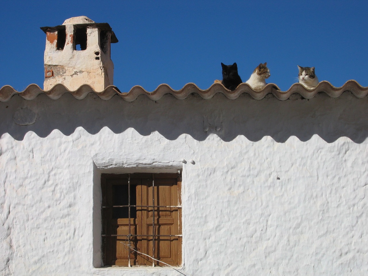 cats roof house free photo