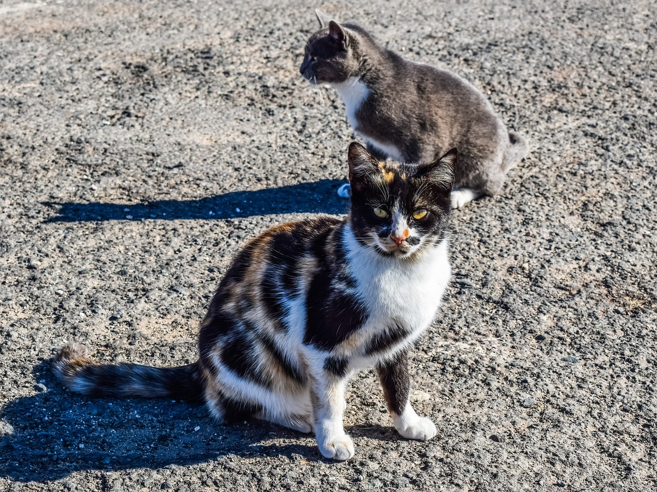 cats stray street free photo